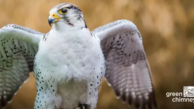 Image: Birds of Prey Day