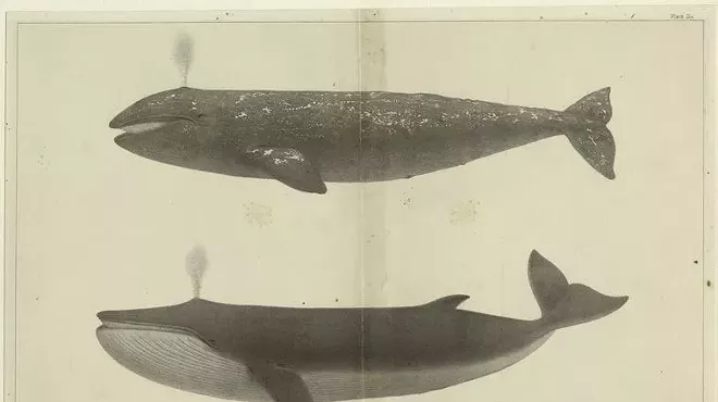 Image: Bard STEAM: Surf and Turf