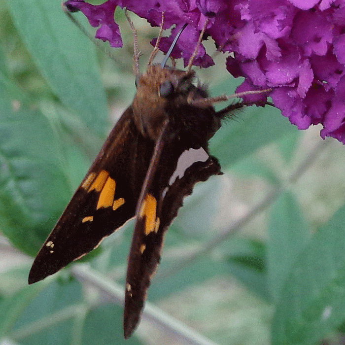 Image: All about Butterflies!