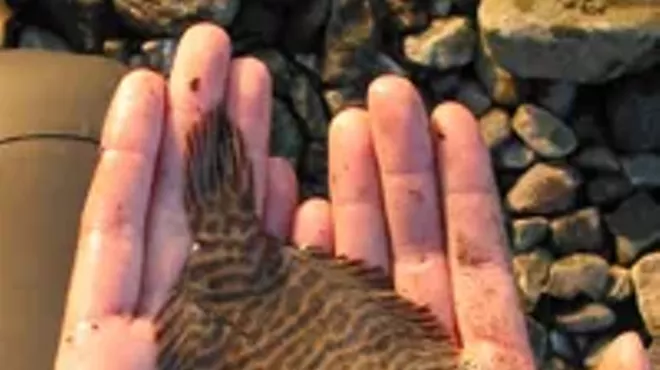 Image: Great Hudson River Estuary Fish Count