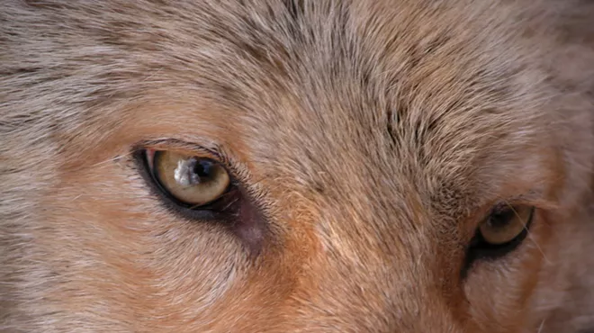 Image: Protecting the Eastern Coyote