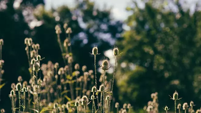 Image: Guided Naturalist Walk