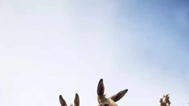 Image: Farm Animals: Exhibit Featuring Photographer Shannon Greer