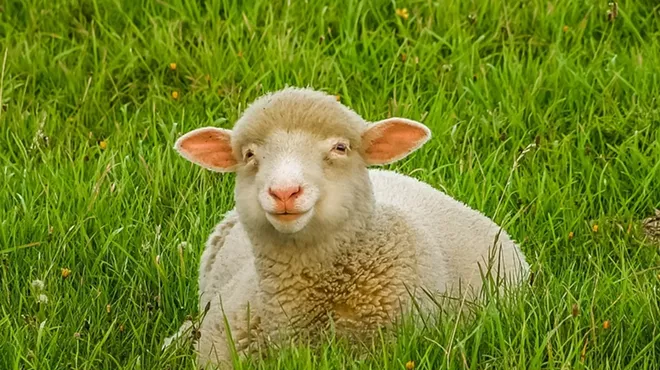 Image: The Chancellor's Sheep & Wool Showcase