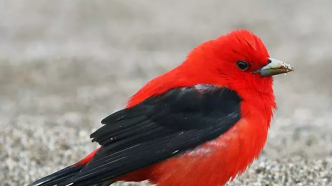 Image: Autumn Bird Walk with Alan Devoe Bird Club