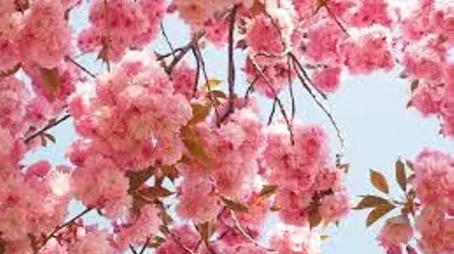Image: Japanese Cherry Blossom Festival
