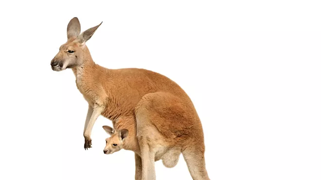 Image: Wild World of Animals with Two by Two Zoo