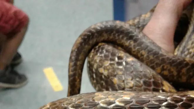 Image: Reptile Adventure!