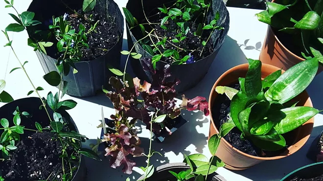 Image: Plant Swap: Have a plant, take a plant!