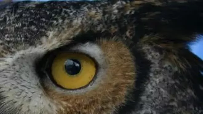 Image: Father's Day Birds of Prey Exhibition