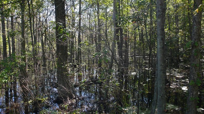 Liquidity:  Exploring the Diversity and Values of Wetlands in Columbia County!