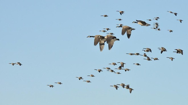 Fall Bird Migration Hike