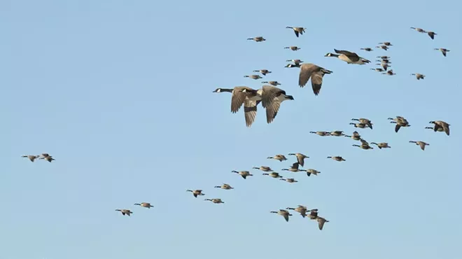 Image: Fall Bird Migration Hike