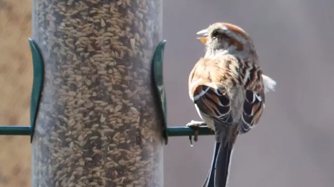 Image: Backyard Birds and Feeder Making