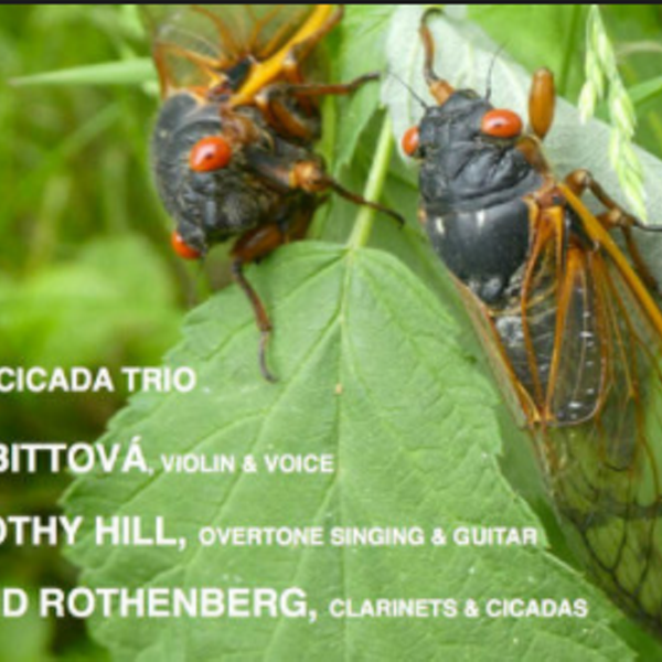 Nightlife Highlights: New Cicada Trio