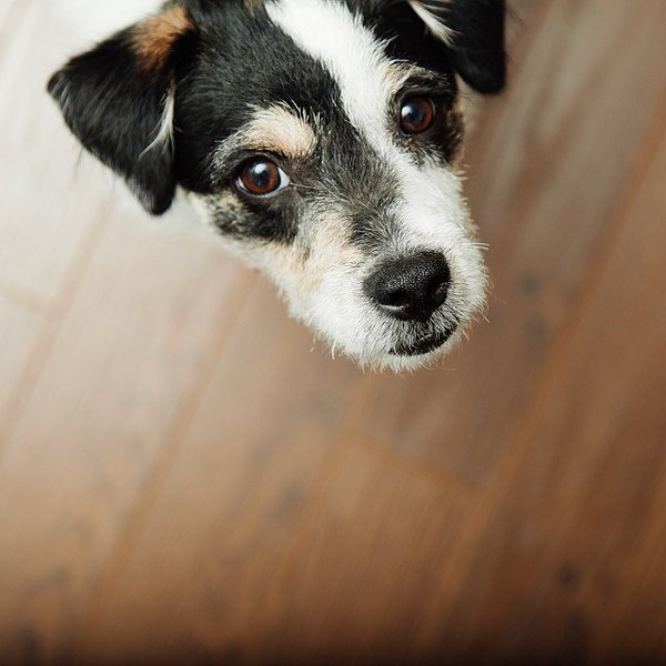 Pets Underfoot? A Flooring Guide for Pet Owners