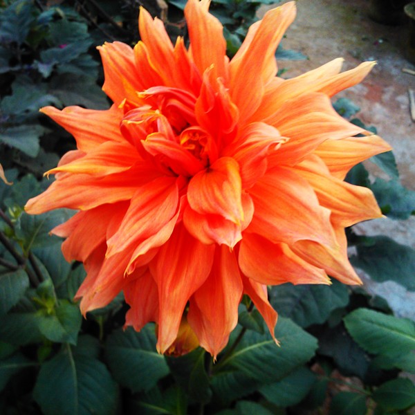 Tips for Growing Dahlia Flowers