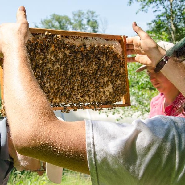 Conscious Beekeeping: Full Day Workshop
