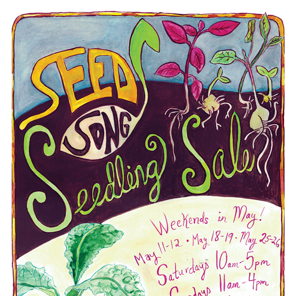 Seed Song Seedling Sale