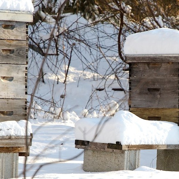 Preparing Your Hives for Winter