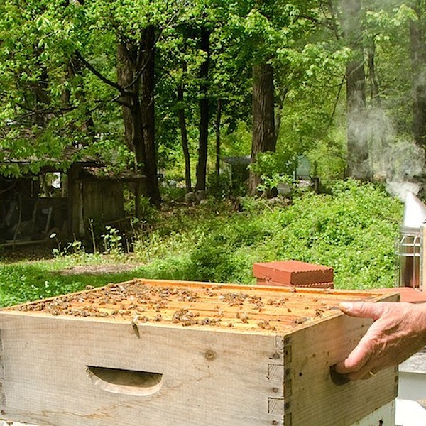 Beekeeping for the Future