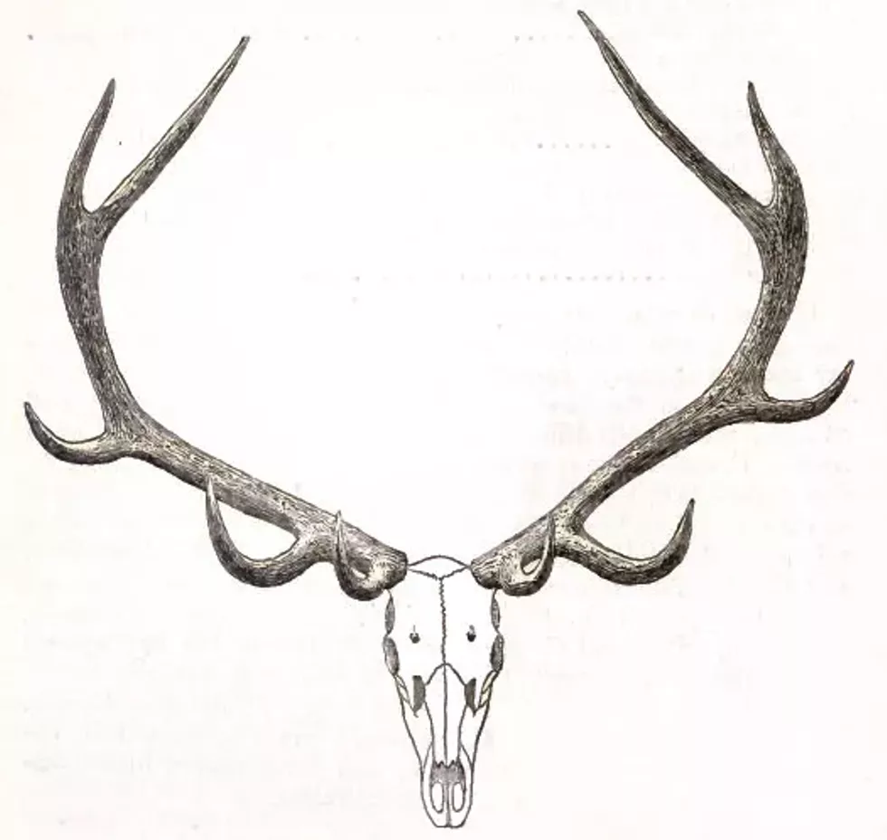 3d58781b_wild-game-image.webp