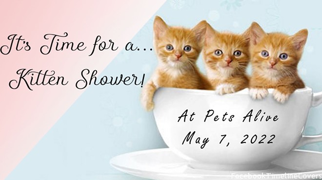 11th Annual Kitten Shower