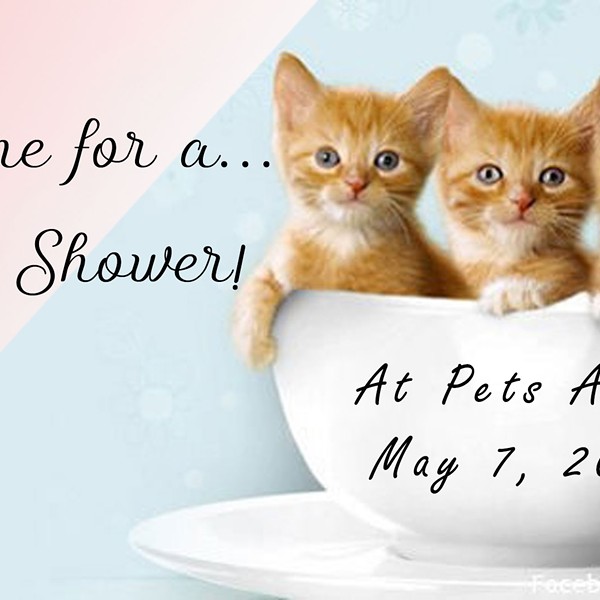 11th Annual Kitten Shower