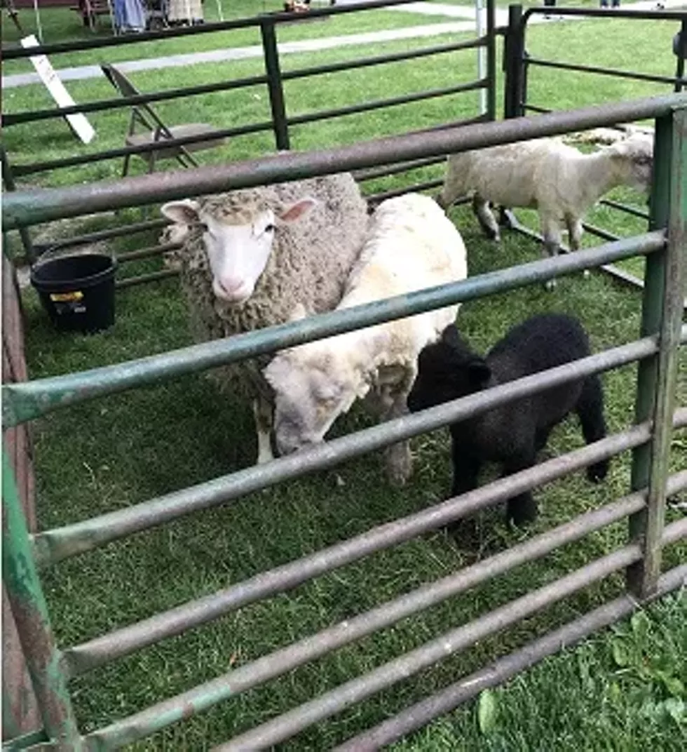 18th_century_growing_season_sheep__iloveny_.webp