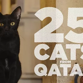 Image: 25 Cats from Qatar