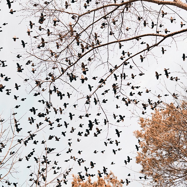 A Murmuration of Starlings