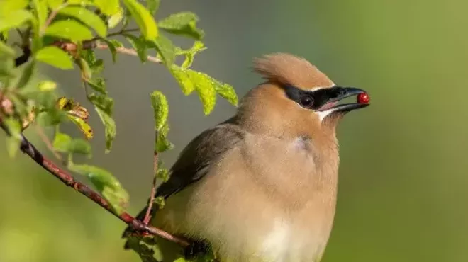 Image: A Spring Birding Walk with Loren Merrill