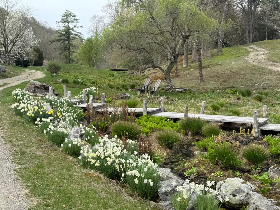 A Walk & Talk with Daffodil Specialist Christian Curless at Innisfree