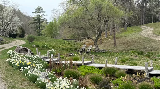 Image: A Walk & Talk with Daffodil Specialist Christian Curless