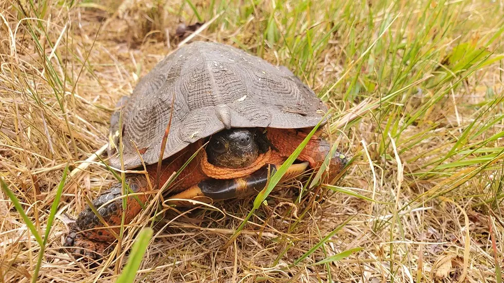 wood-turtle---rachel-morrow.webp