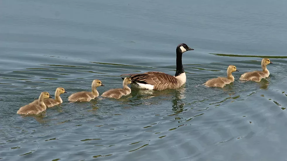 goose-with-goslings---david-soete.webp