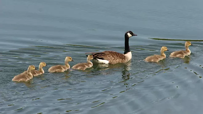 Image: Animal Babies!