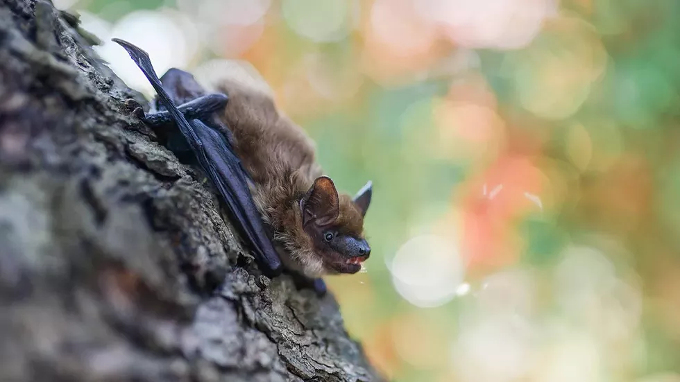 bat.webp