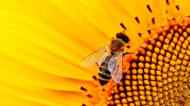 Image: Bee Day