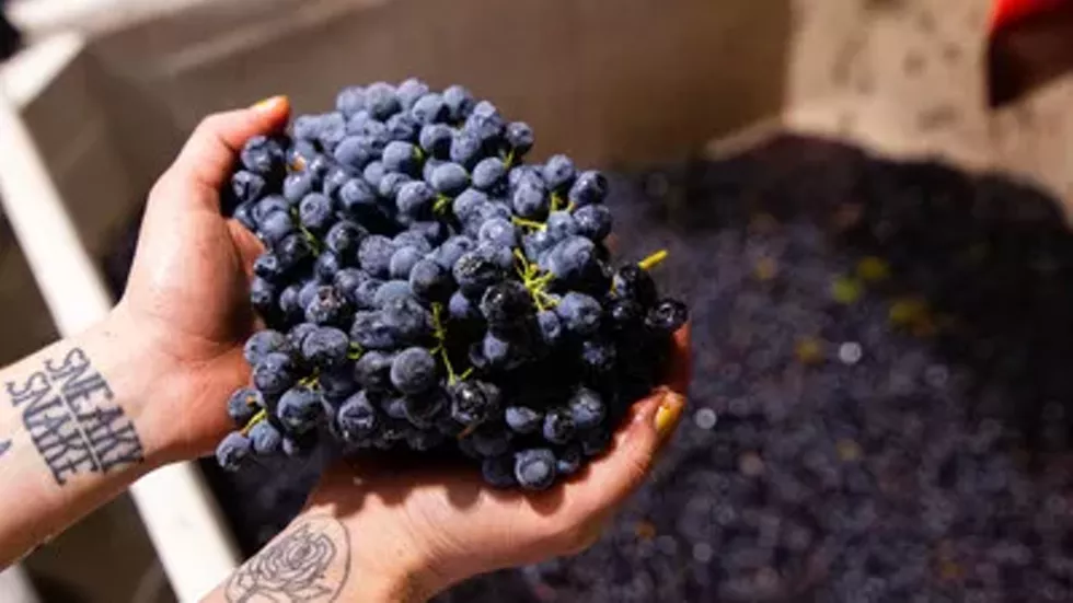 aawinewalk-5.webp