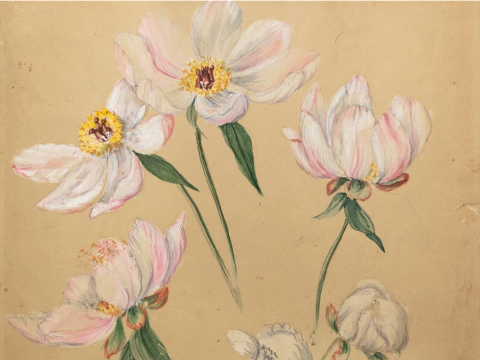 Behind the Scenes Collections Tour The Life and Work of Emily Cole at the Thomas Cole House