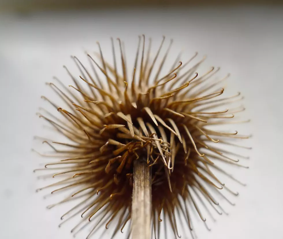 burr-whorl-velcro-inspiration.webp