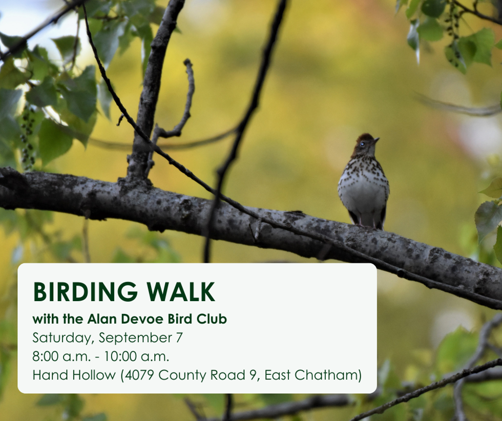 A bird sitting on a tree branch with the text Birding Walk with the Alan Devoe Bird Club Saturday, September 7 8:00 a.m. to 10:00 a.m. at Hand Hollow (4079 County Road 9, East Chatham)