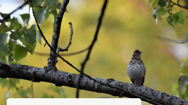 Birding walk with Alan Devoe Bird Club