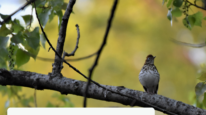 Image: Birding walk with Alan Devoe Bird Club