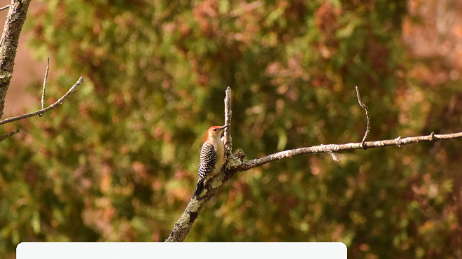 Birding Walk with Alan Devoe Bird Club