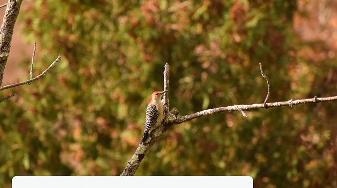 Image: Birding Walk with Alan Devoe Bird Club
