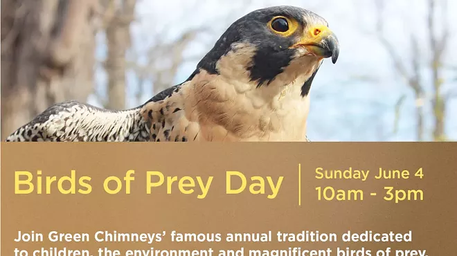 Image: Birds of Prey Day 2023