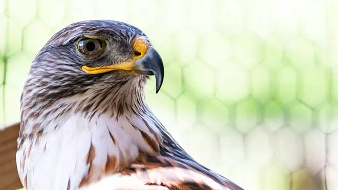 Image: Birds of Prey Day