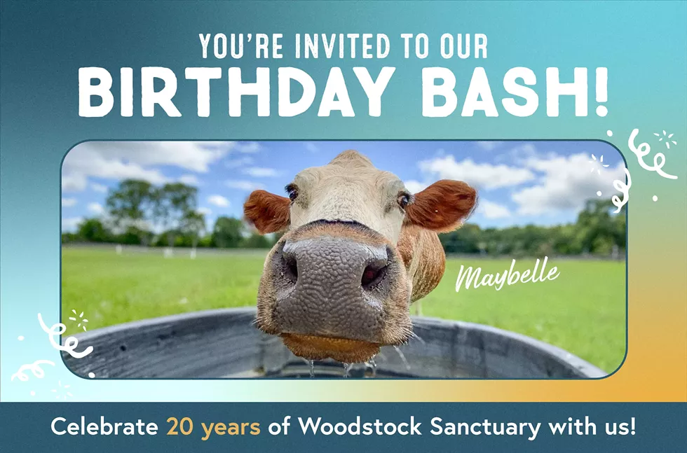 20thanniversary-2024-header-matbelle.webp